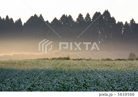 朝もやのそば畑 5639566