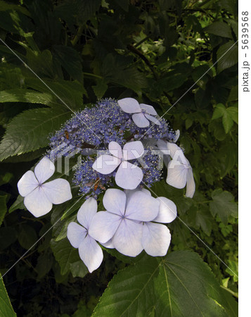 額紫陽花 5639568