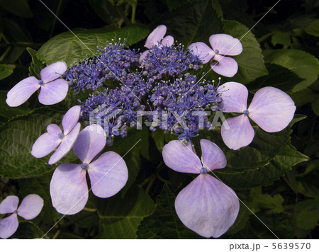 額紫陽花 5639570