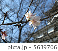 春 5639706