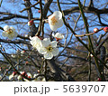 春 5639707
