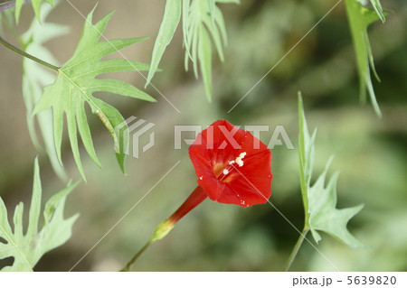 ルコウソウ ルコウソウ 5639820