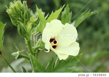 オクラの花 オクラの花 5639840
