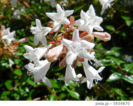 ハナゾノツクバネウツギ(花園衝羽根空木) ハナゾノツクバネウツギ(花園衝羽根空木) 5639870