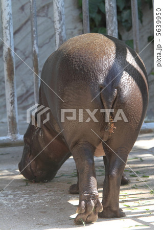 世界の四大珍獣 コビトカバ 世界の四大珍獣 コビトカバ 5639950