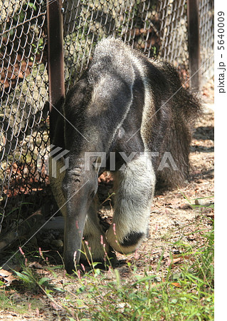 オオアリクイ オオアリクイ 5640009