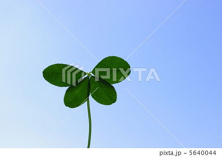 蝶のような四つ葉 蝶のような四つ葉 5640044