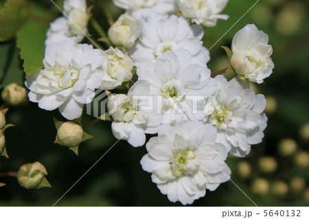 八重コデマリ 5640132