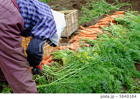 人参の収穫作業 5640164