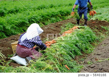 にんじん収穫 5640166