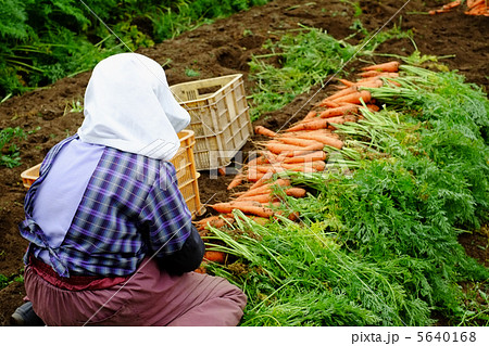 農作業（にんじん編） 5640168