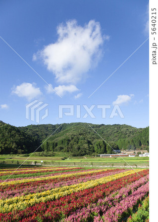 セロシアが咲くお花畑 セロシアが咲くお花畑 5640215