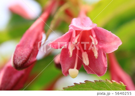 ベニウツギ 5640255