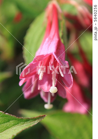 ベニウツギ 5640256