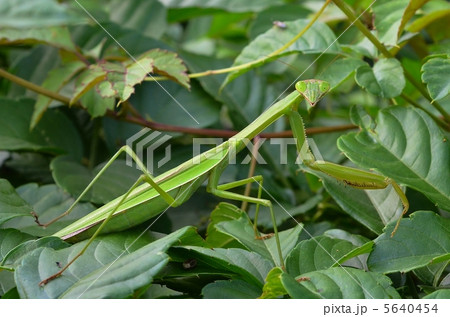カマキリ 5640454
