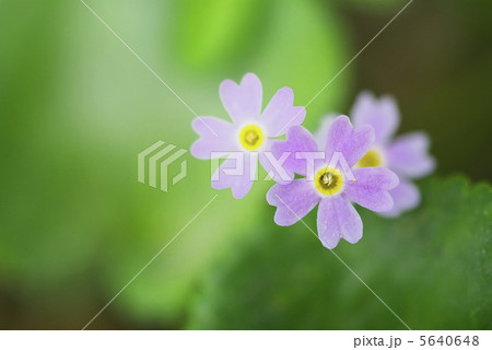 ワスレナグサ 5640648