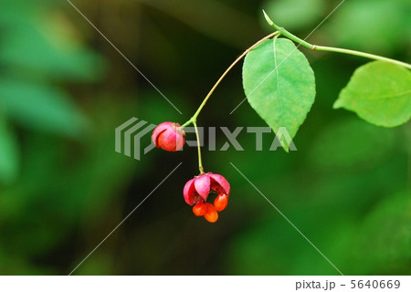 ツリバナ 5640669