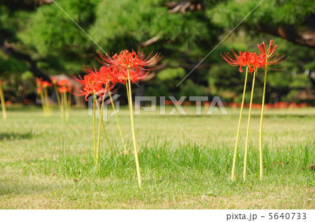 9月　ヒガンバナ・ヒガンバナ科91 5640733