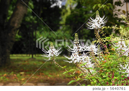 9月 キャッツウイスカー・シソ科08 9月 キャッツウイスカー・シソ科08 5640761