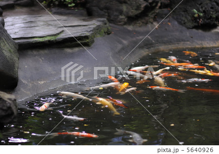 ニシキゴイ　日本庭園　梅雨 5640926