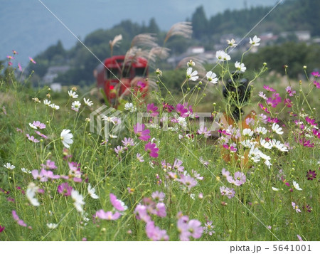 コスモスと列車 5641001