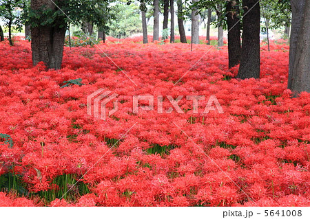 早川渕彼岸花の里(境三ツ木ヒガンバナ群生地)-伊勢崎にて 早川渕彼岸花の里(境三ツ木ヒガンバナ群生地)-伊勢崎にて 5641008