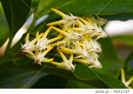 ホヤ・ムルティフロラ ホヤ・ムルティフロラ 5641197