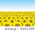 ひまわり畑№2 5641198