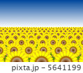 ひまわり畑№1 5641199