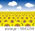 ひまわり畑№5 5641256