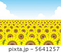 ひまわり畑№4 5641257