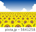 ひまわり畑№3 5641258