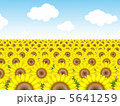 ひまわり畑№6 5641259