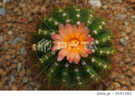 サボテンの花 サボテンの花 5641383
