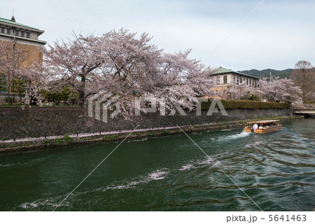 琵琶湖疎水の桜並木 琵琶湖疎水の桜並木 5641463