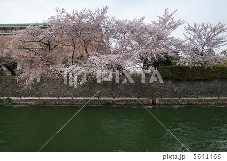 琵琶湖疎水の桜並木 5641466