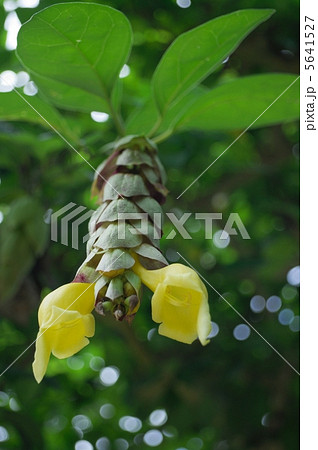 キバナヨウラク 5641527