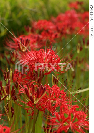 ヒガンバナ 5641632