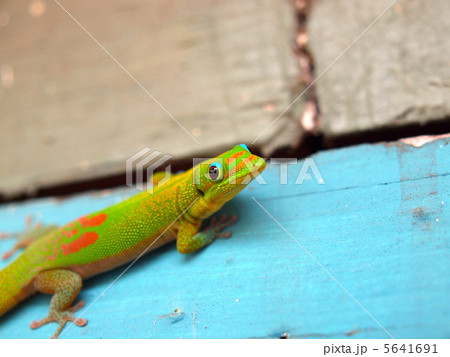 ハワイのゲッコ 5641691