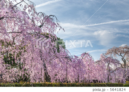 南禅寺　杏こ庵の枝垂れ桜 5641824