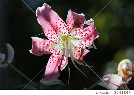 カノコユリ 5641847