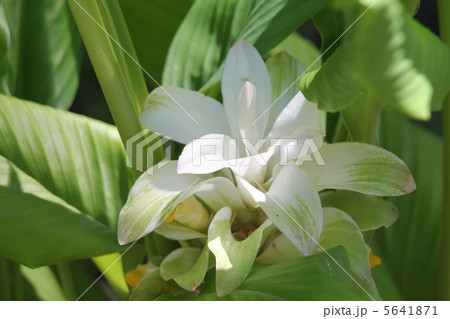 ウコンの花 5641871