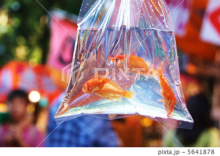 夏の風景 金魚すくいのテイクアウト 横位置の写真素材