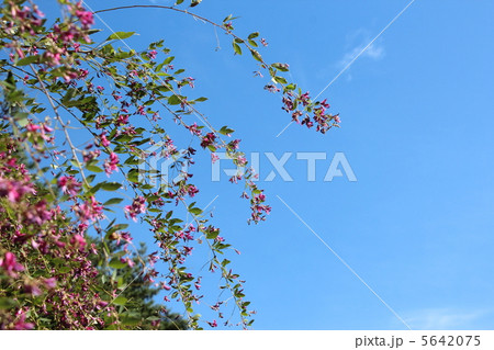 ハギ ハギ 5642075