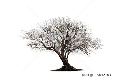 一本の木 冬 白背景のイラスト素材