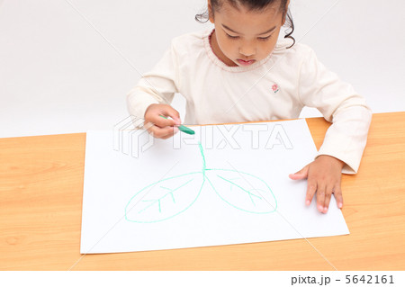 双葉の絵を描く 双葉の絵を描く 5642161