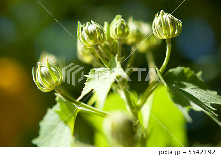 スイフヨウ 5642192