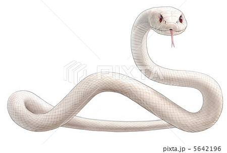 白蛇のイラスト素材 5642196 Pixta