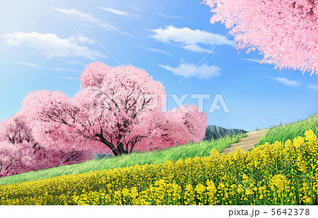 春 桜の木々と菜の花畑のイラスト素材