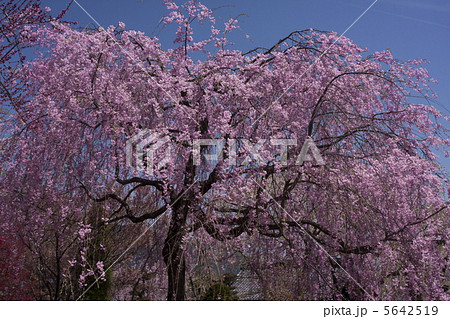 光前寺の桜 光前寺の桜 5642519